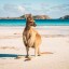 När kan man bada i Australien havstemperatur månad för månad