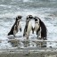 När kan man bada i Punta Arenas: havstemperatur månad efter månad