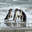 När kan man bada i Punta Arenas: havstemperatur månad efter månad
